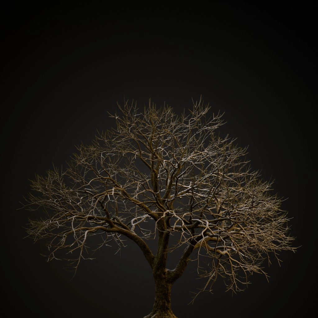 Jacaranda
