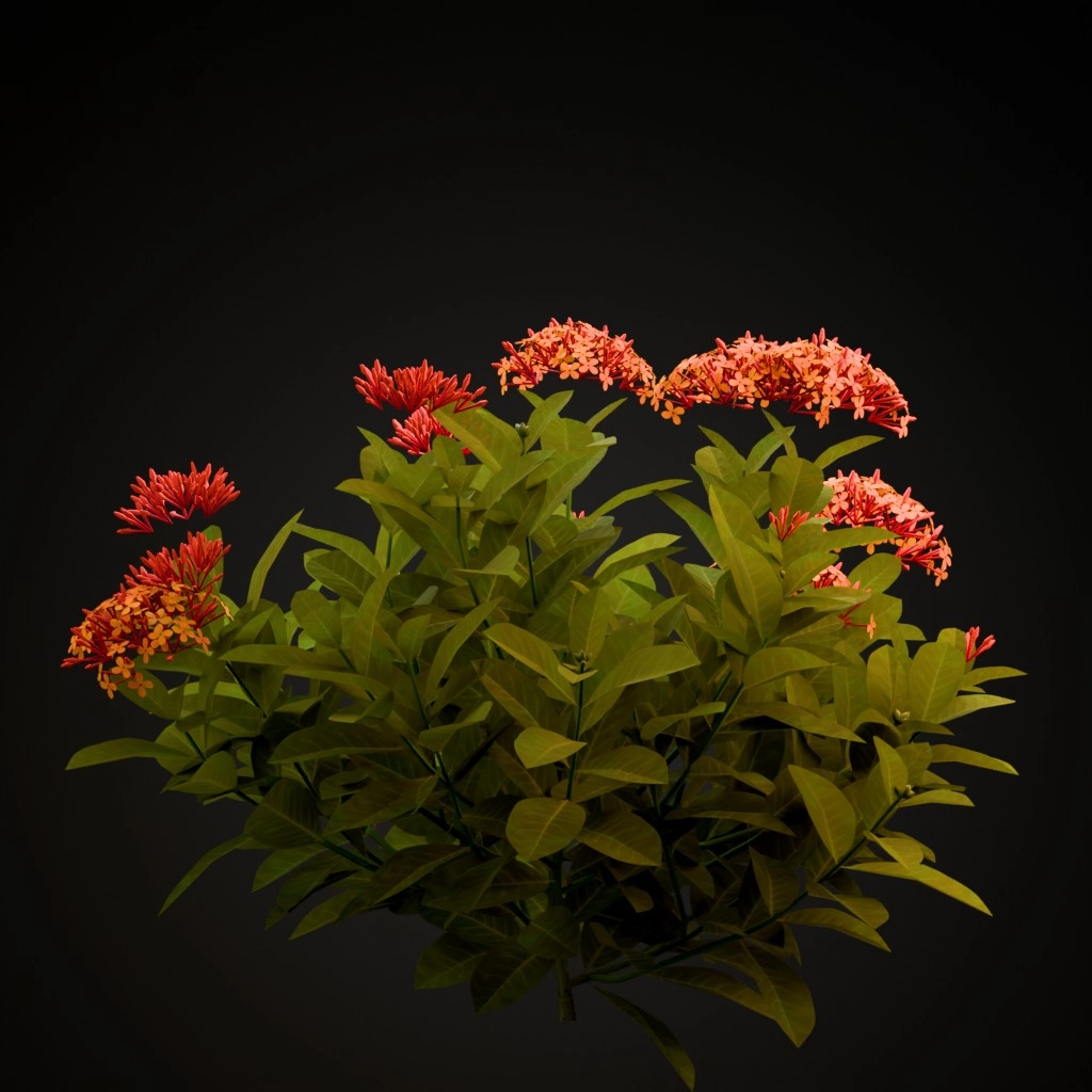 Chinese Ixora