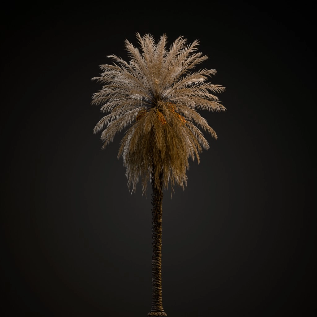 Date Palm V2