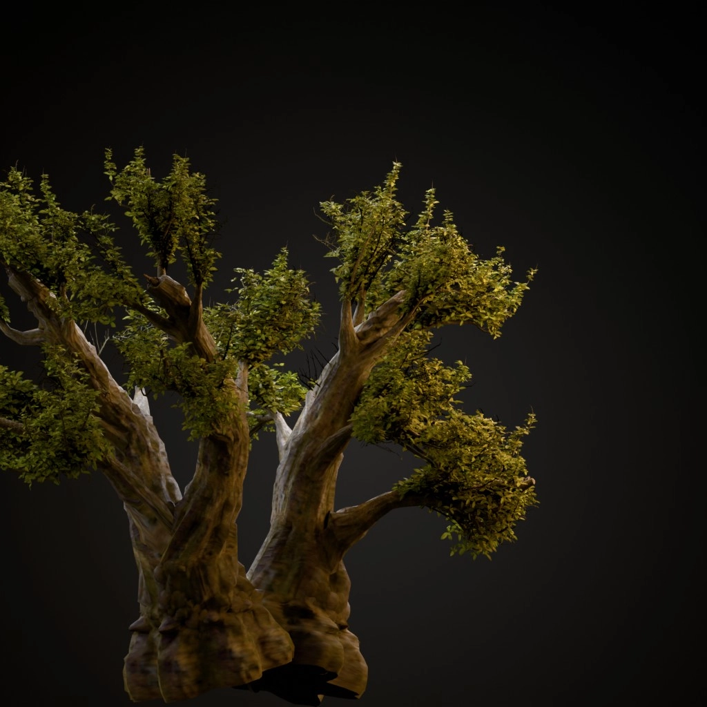 African Baobab