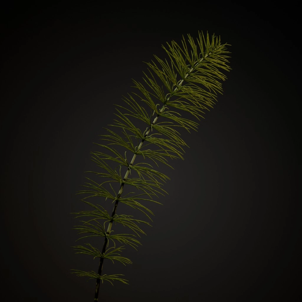 Great Horsetail