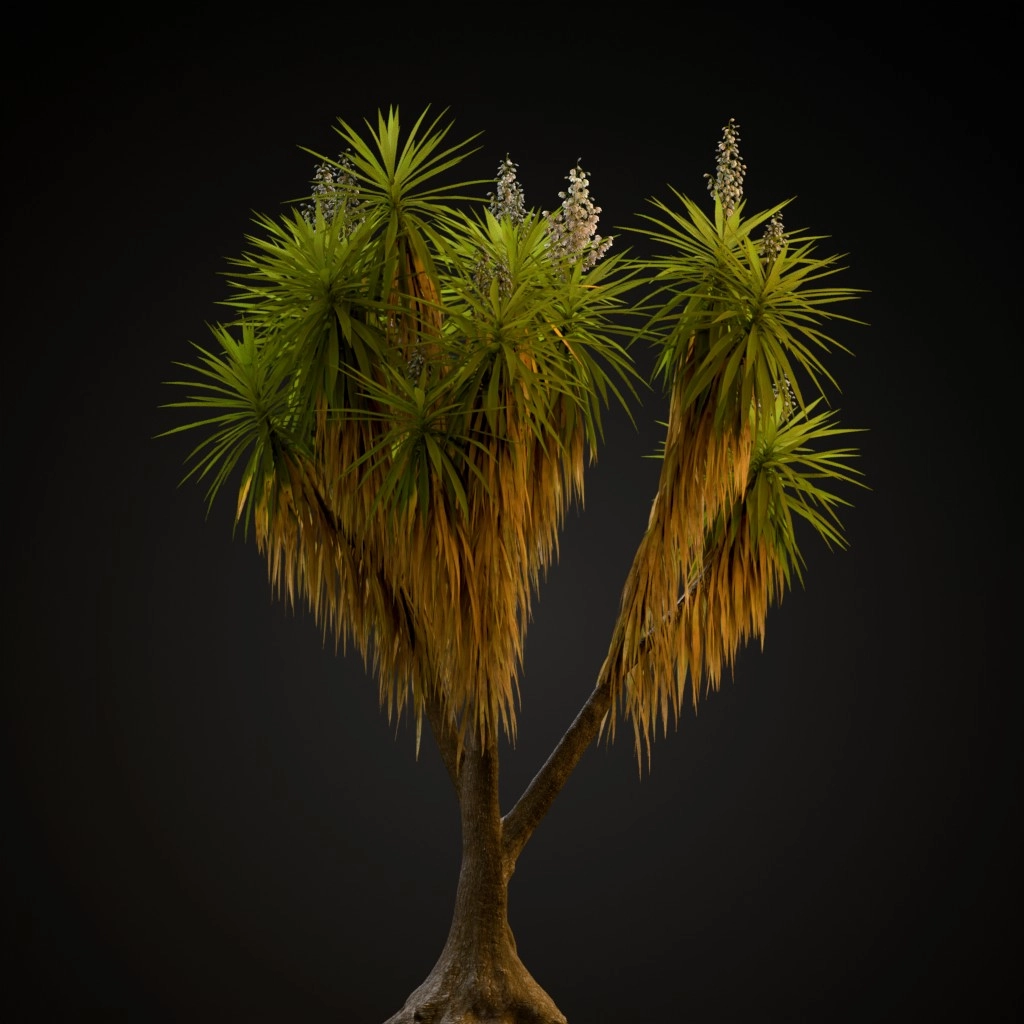 Spineless Yucca