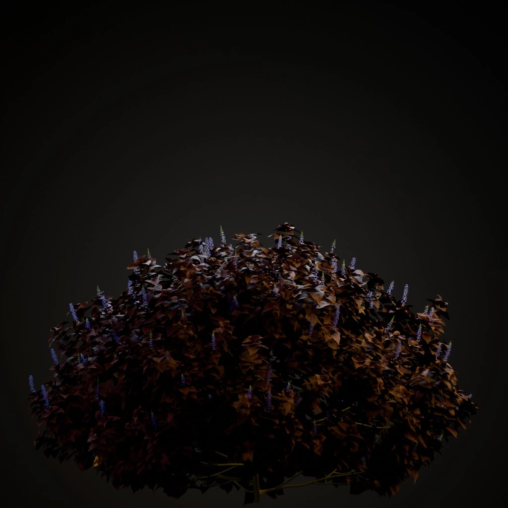 Premium Sun Dark Chocolate Coleus