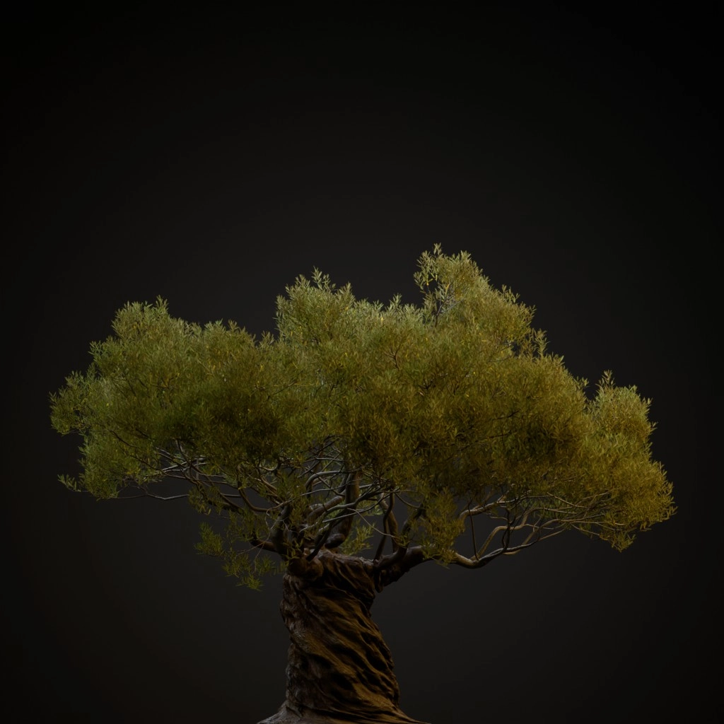 Ornamental Olive Tree