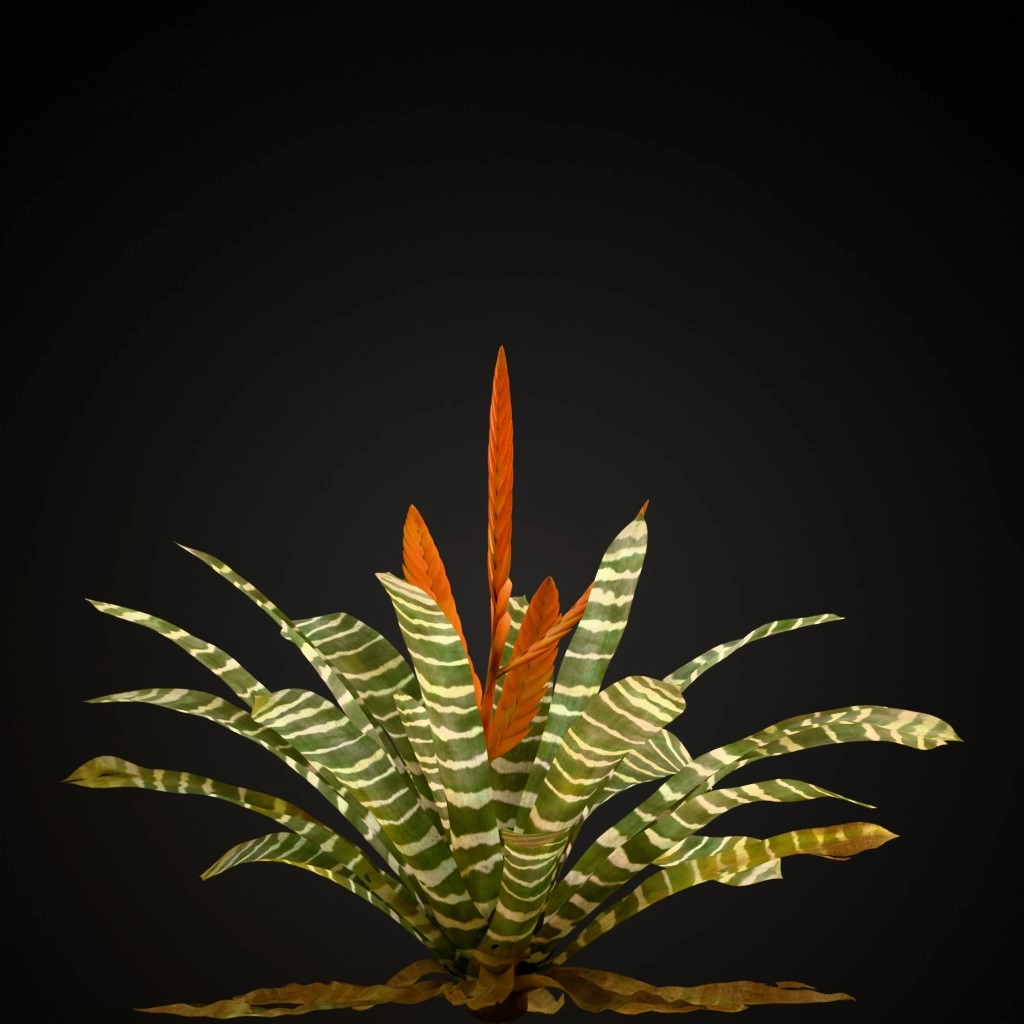 Flaming Sword Bromeliad