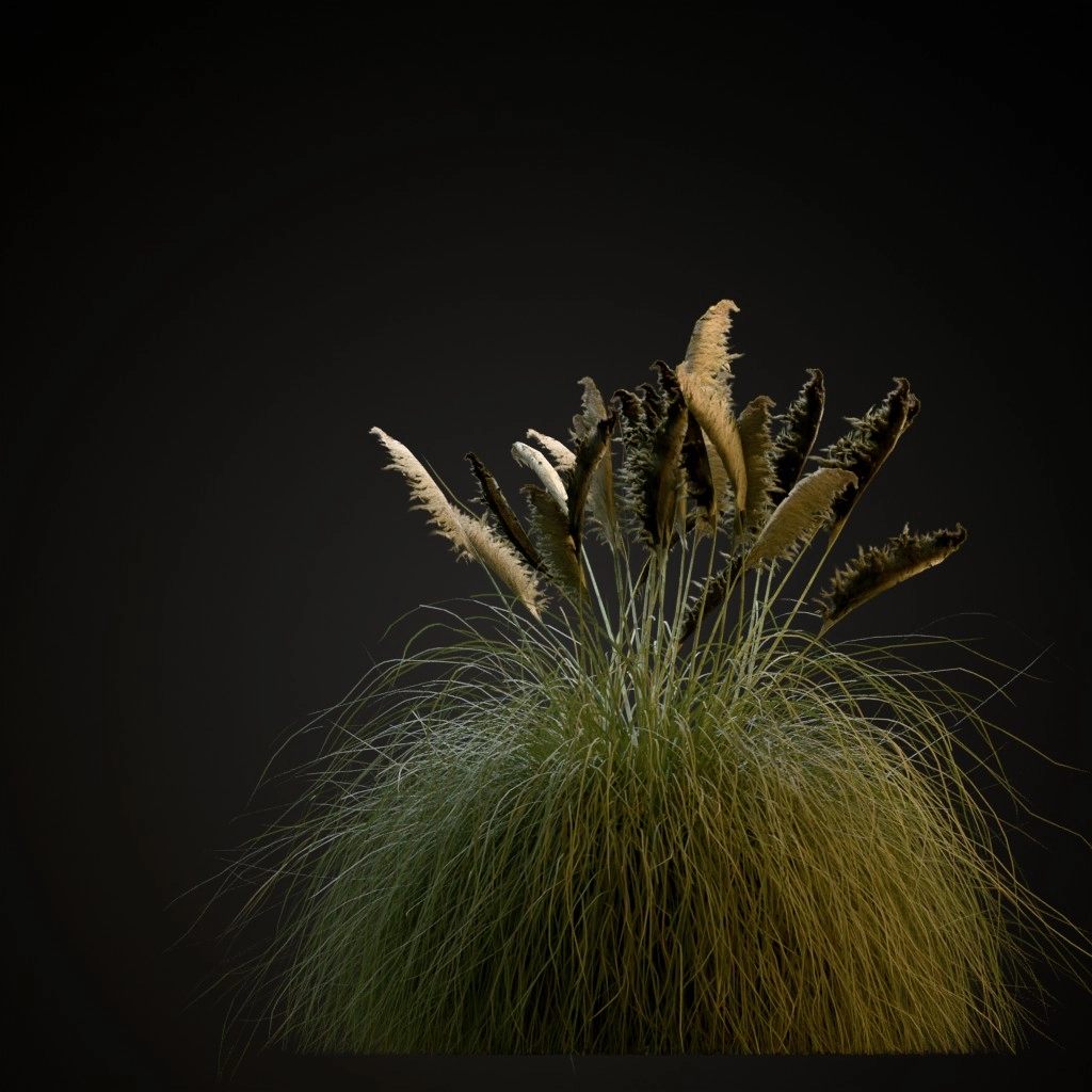 Pampas Grass