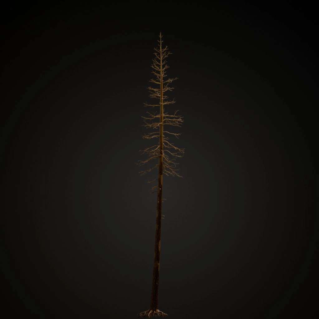 Dead Ponderosa