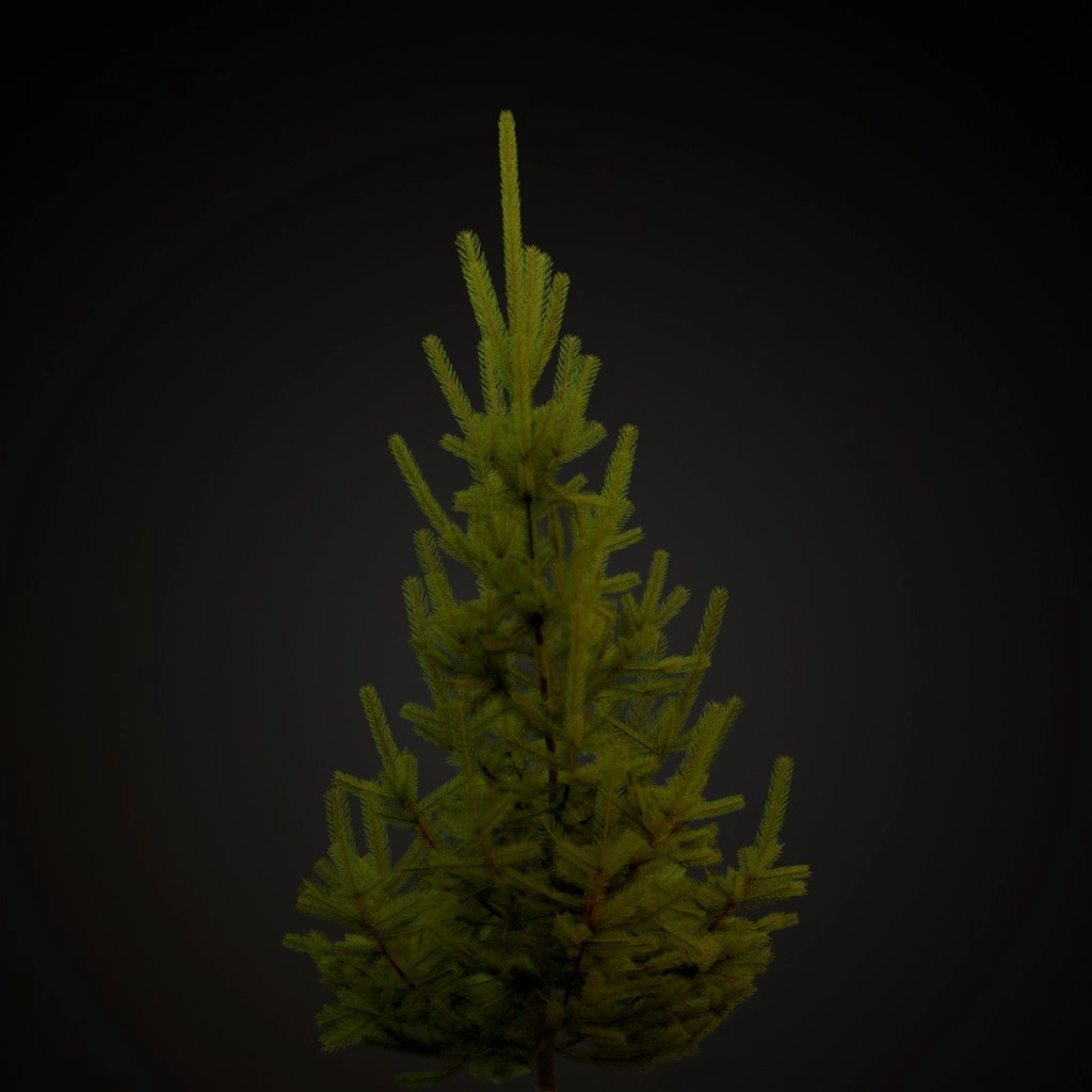 Norway Spruce V2