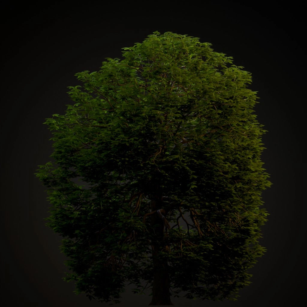 Red Horse Chestnut