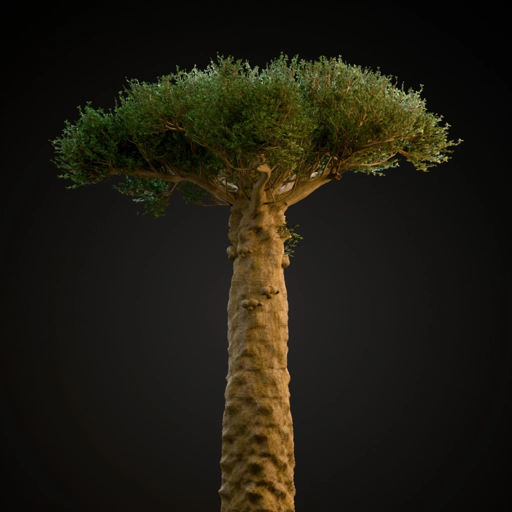 Madagascan Baobab