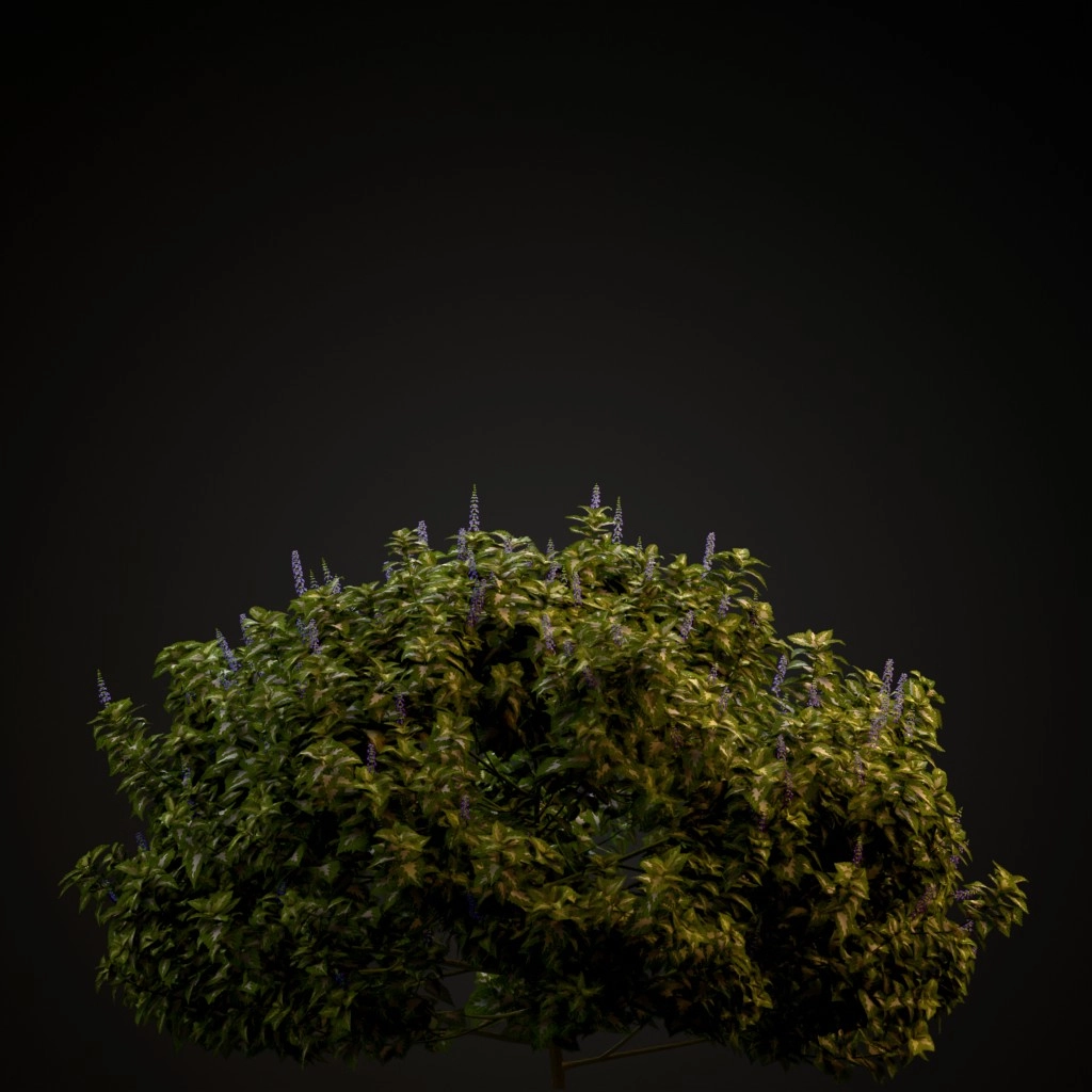 Wizard Jade Coleus