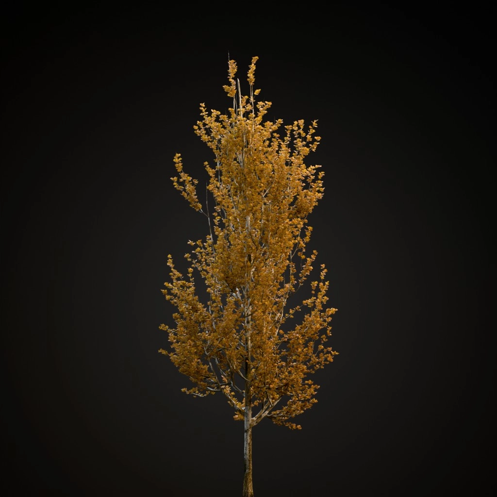 Lombardy Poplar
