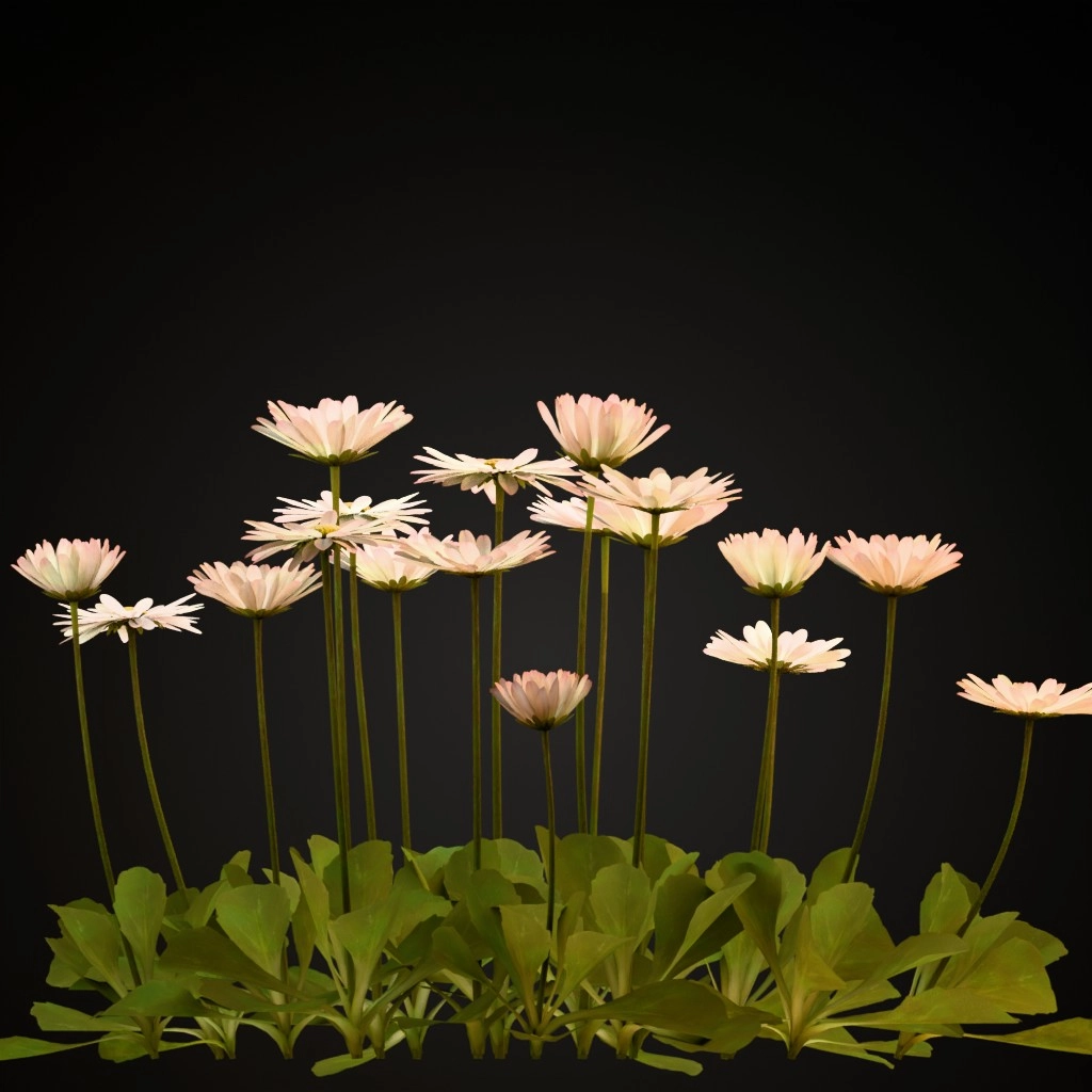 Common Daisy