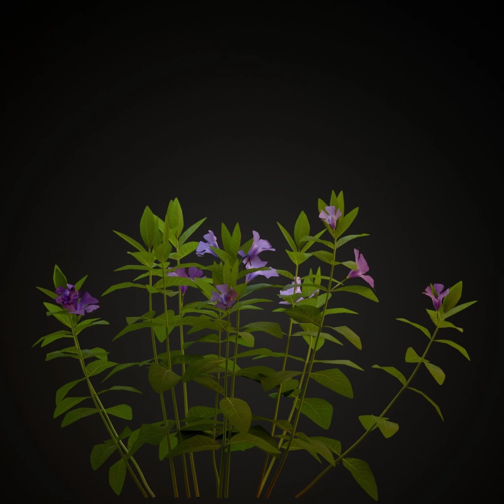 Lesser Periwinkle