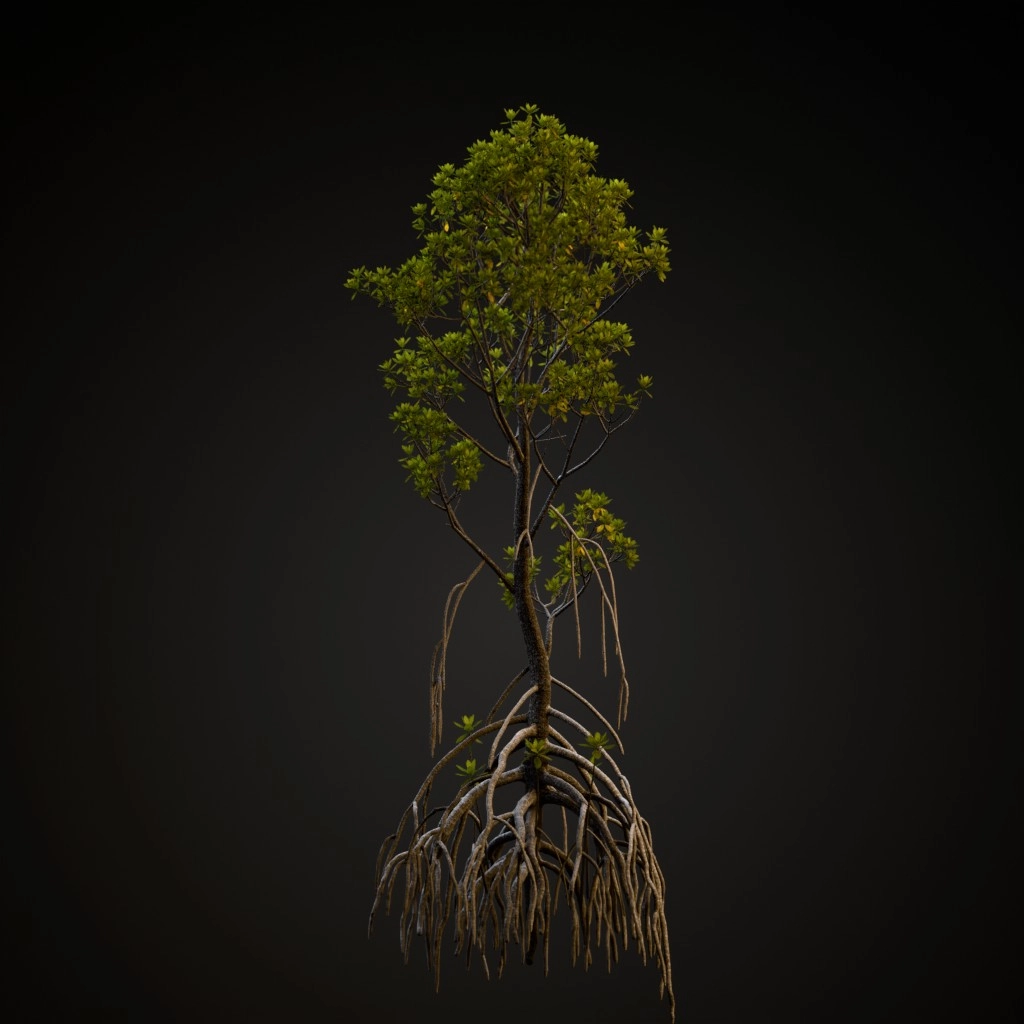 Mangrove
