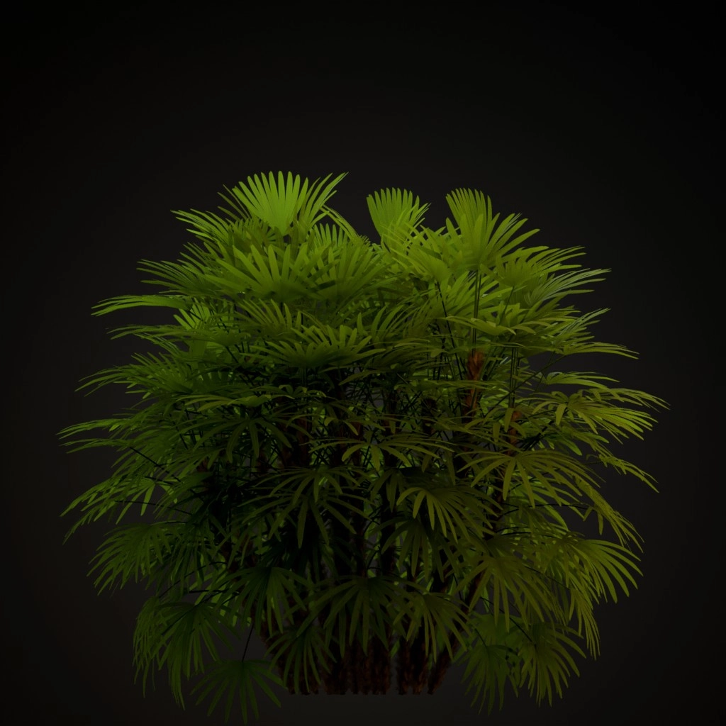 Lady Palm