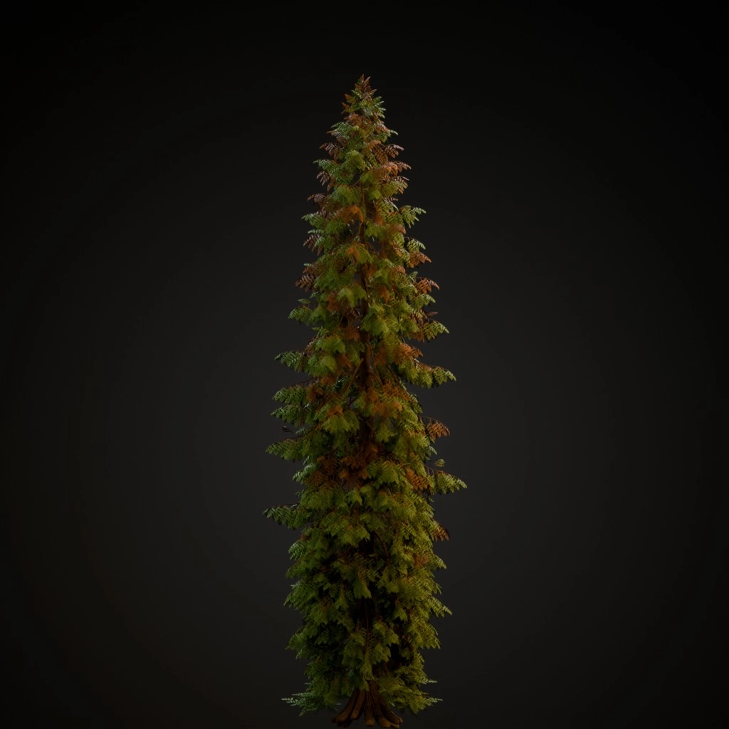 Western Red Cedar V2