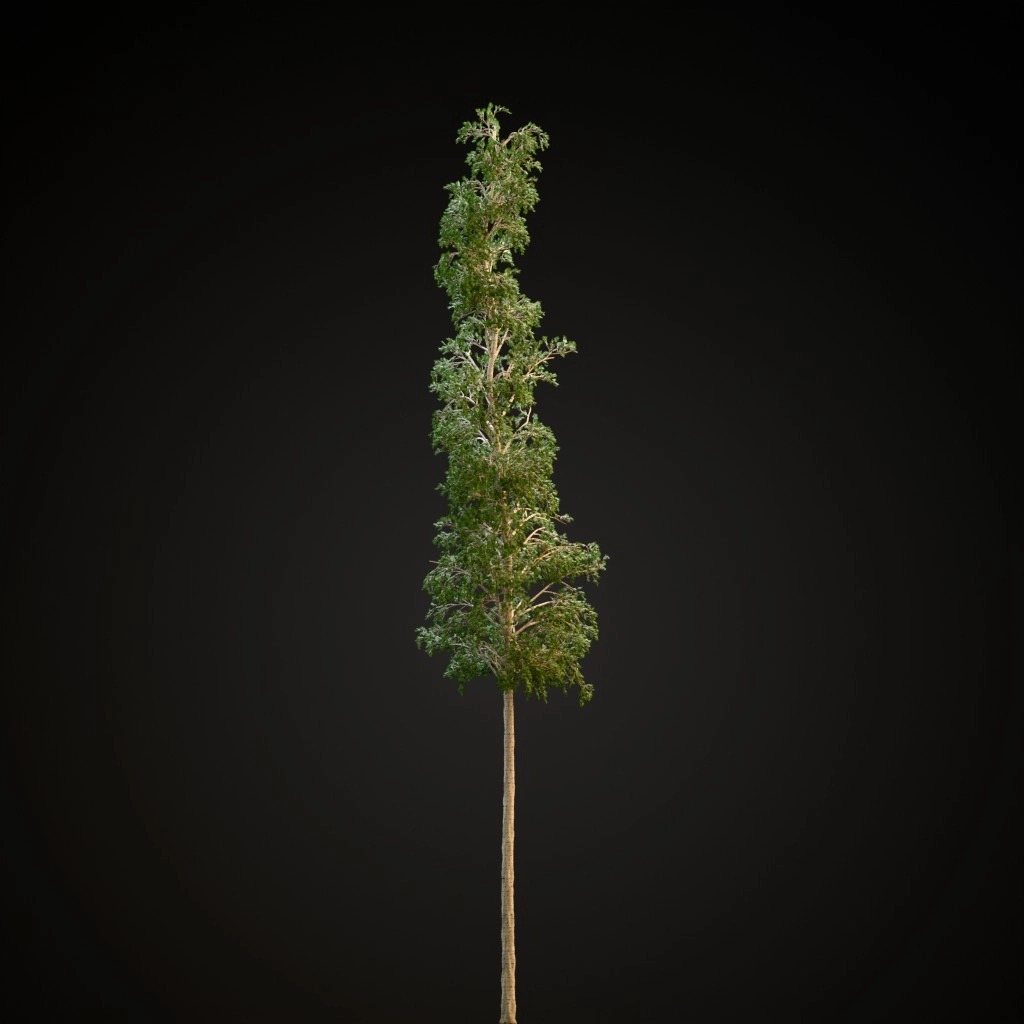 European Aspen
