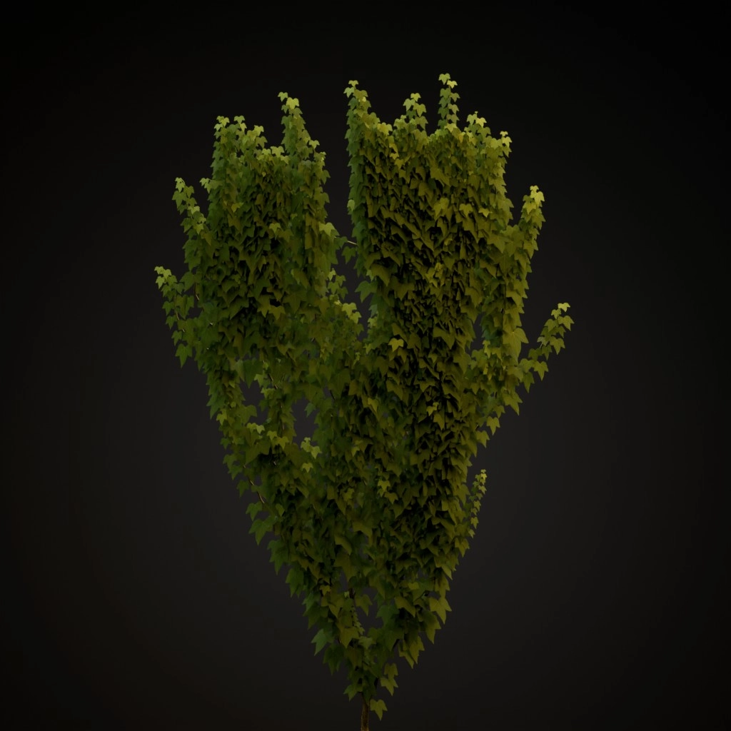 English Ivy