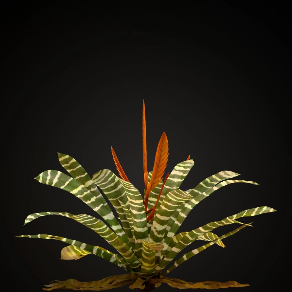 Flaming Sword Bromeliad