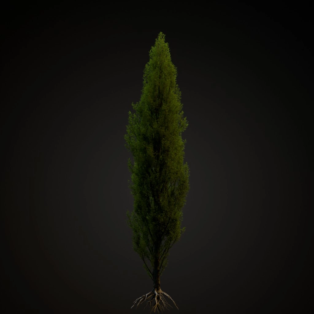 Green Pillar Pin Oak
