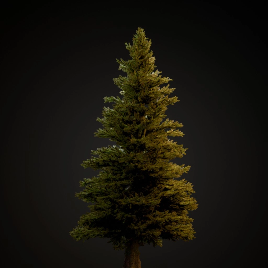 Norway Spruce
