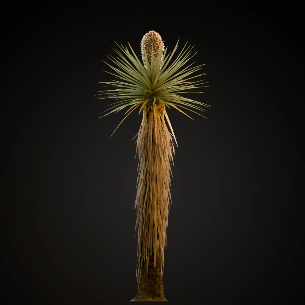 Joshua Tree