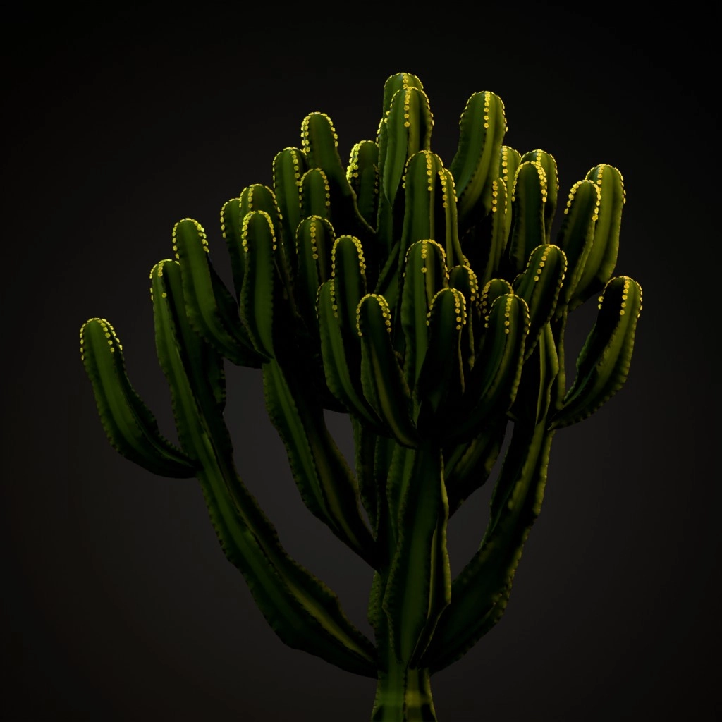 Candelabra Tree