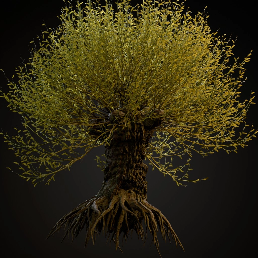 Pollarded White Willow