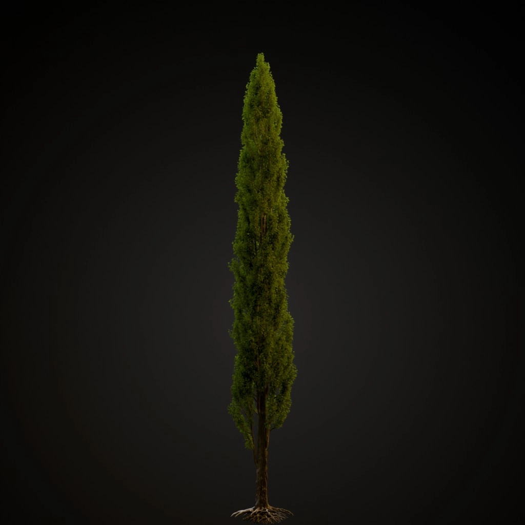 Lombardy Poplar