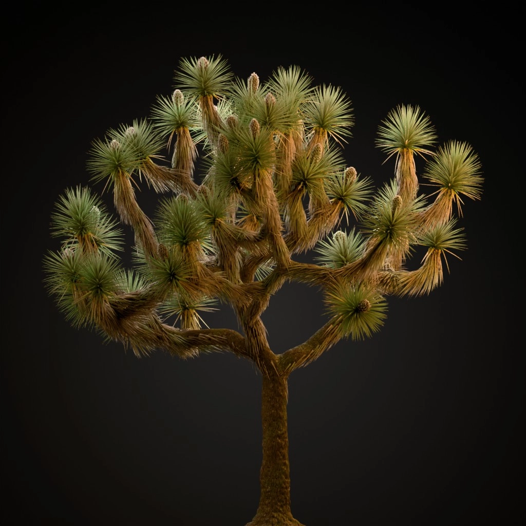 Joshua Tree