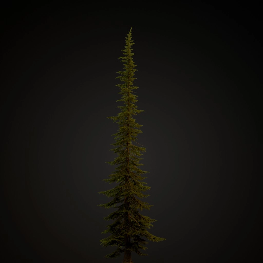 Mountain Hemlock