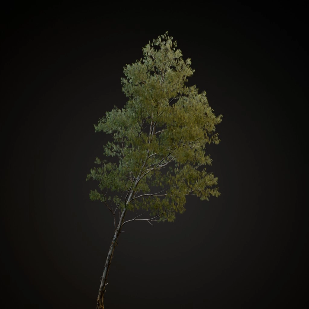 Manna Gum
