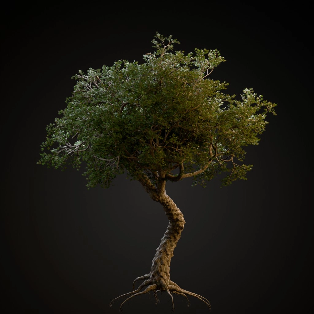 Japanese Maple