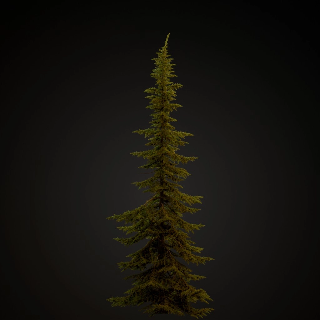 Mountain Hemlock