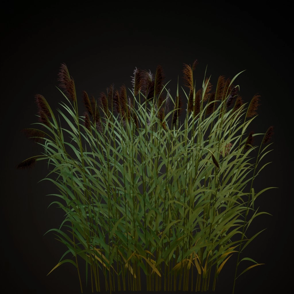 Common Reed