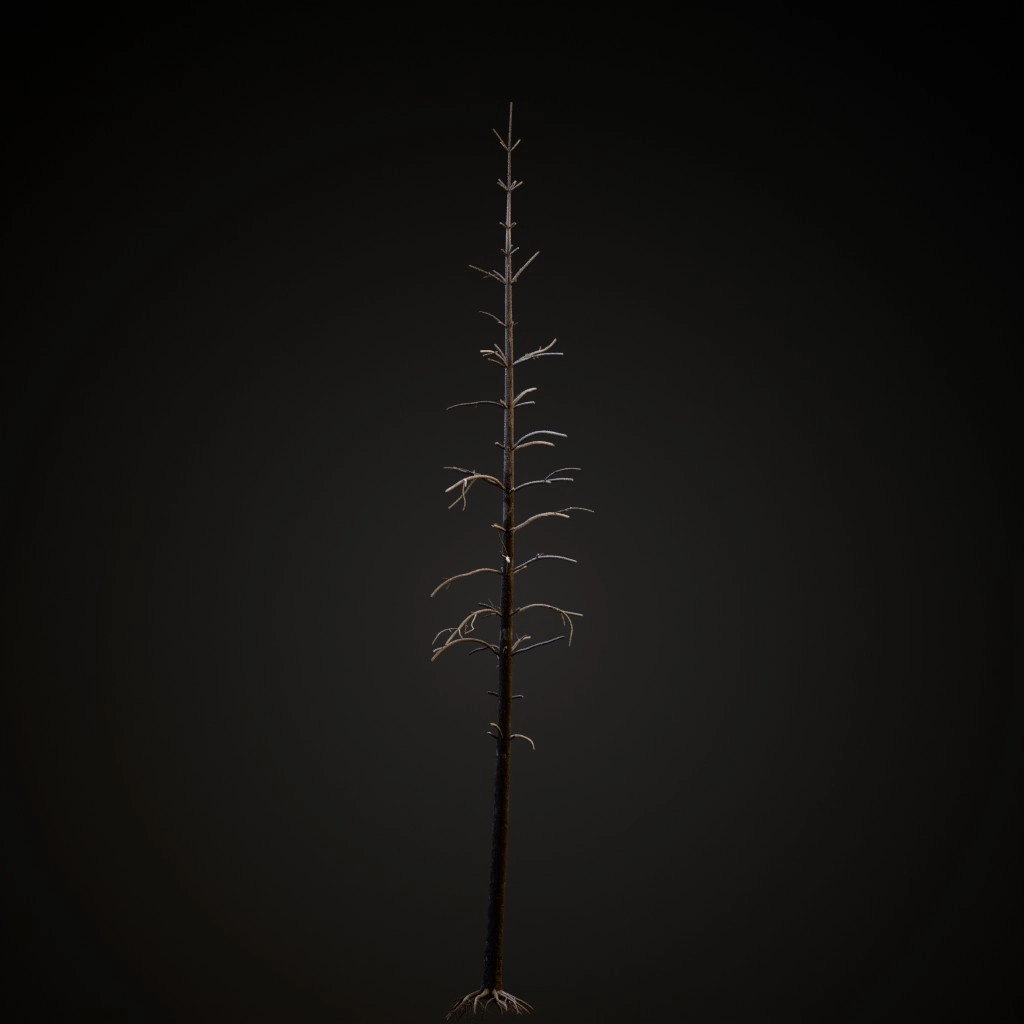 Dead Lodgepole Pine