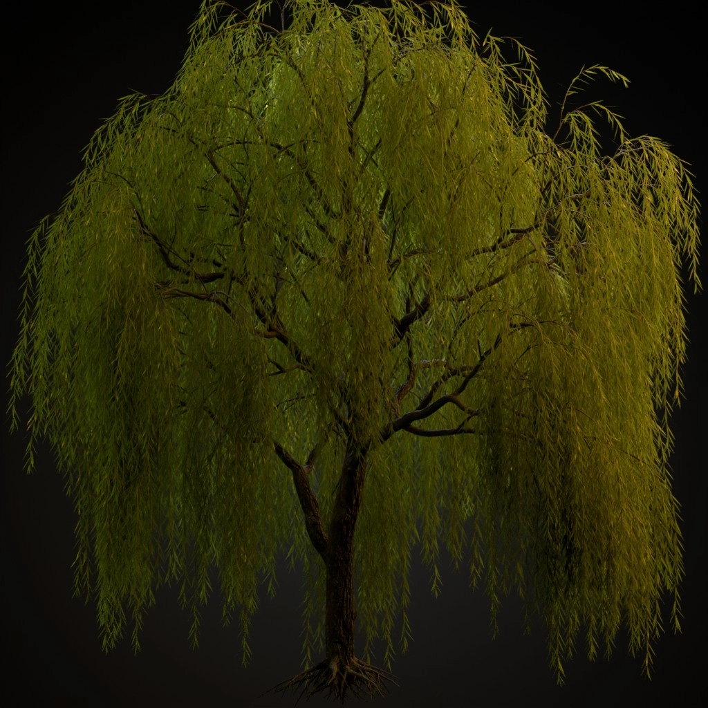 Weeping Willow