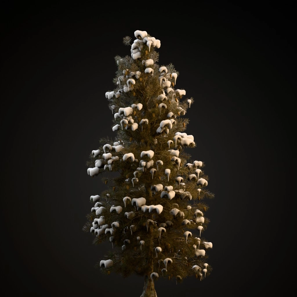 Blue Spruce