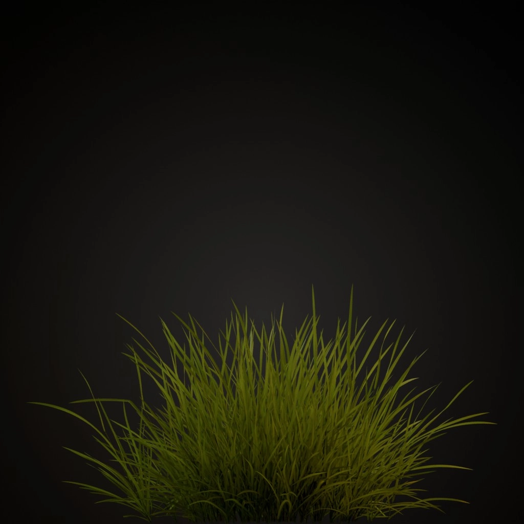 Red Fescue