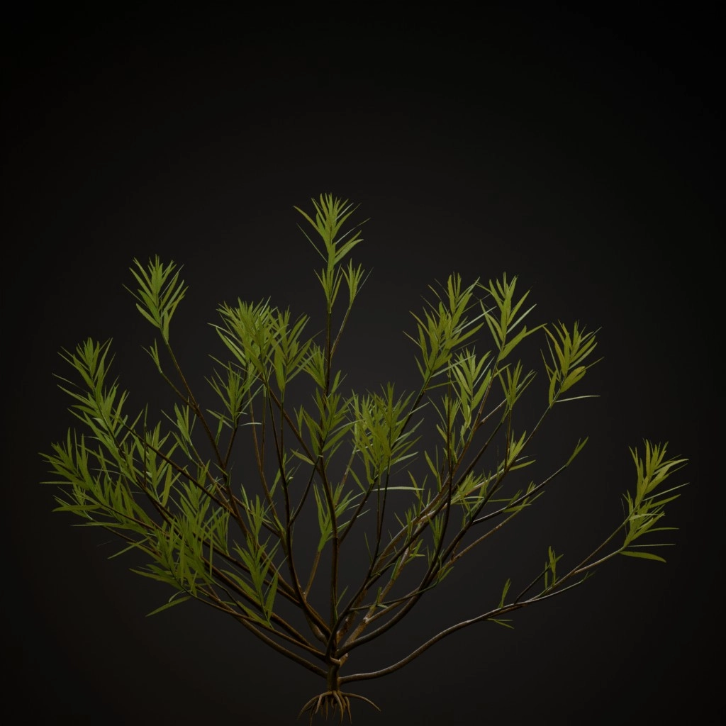 Rosemary Willow
