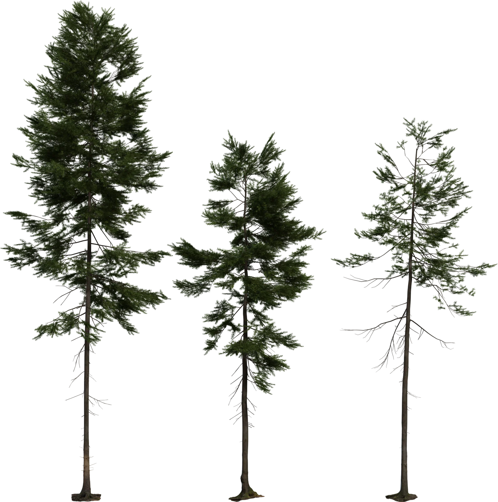 Realistic Fir Tree Pack – 3 Size Variants, 3D model preview 2