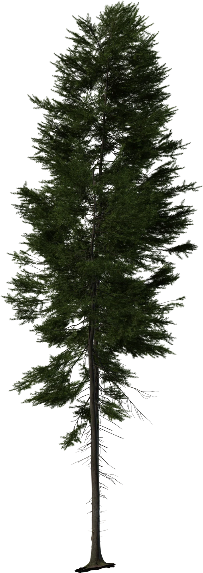 Realistic Fir Tree Pack – 3 Size Variants, 3D model preview 3