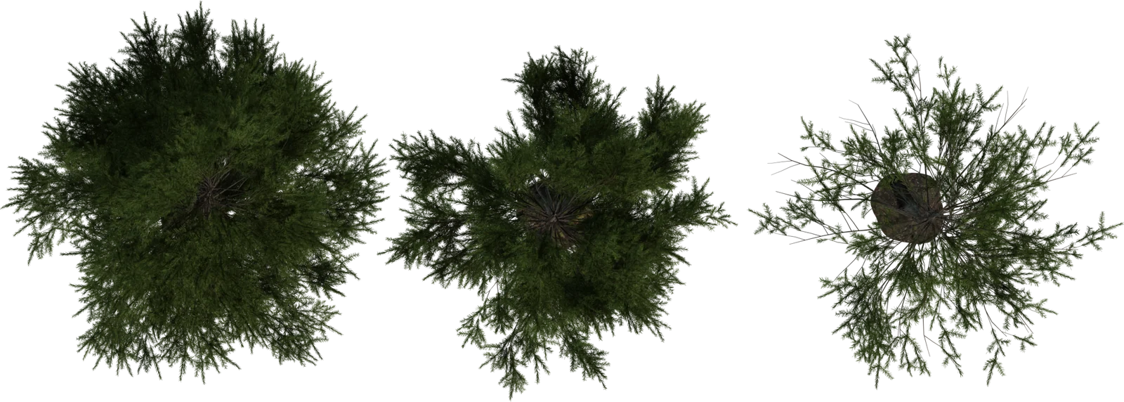 Realistic Fir Tree Pack – 3 Size Variants, 3D model preview 4