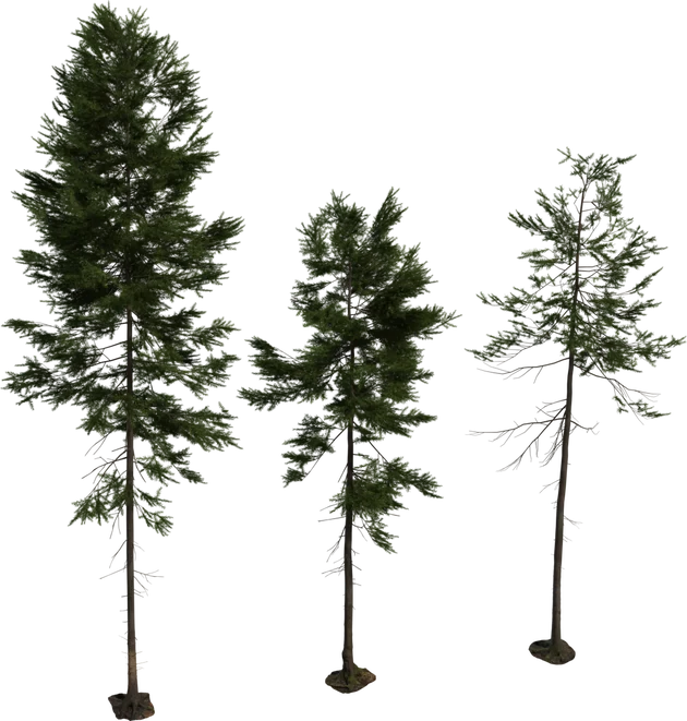 Realistic Fir Tree Pack – 3 Size Variants, 3D model preview 5