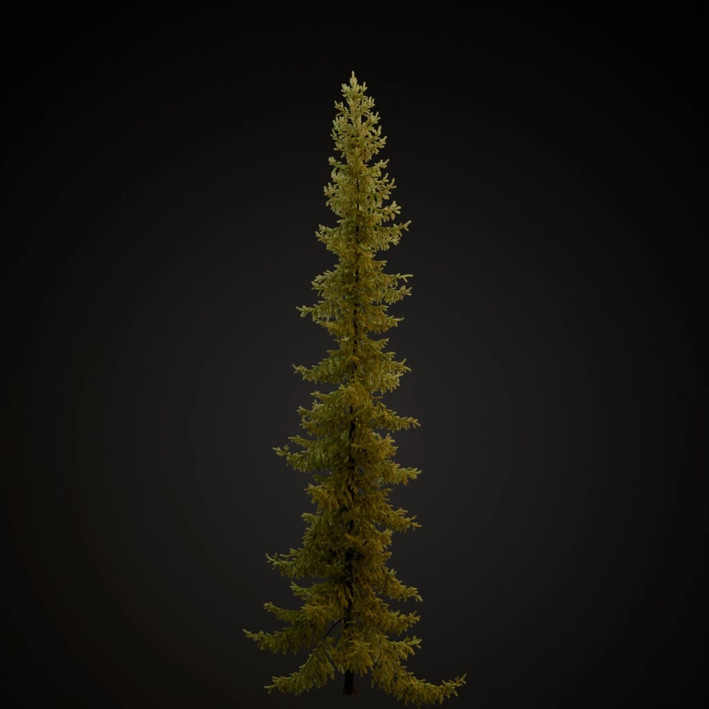 Black Spruce
