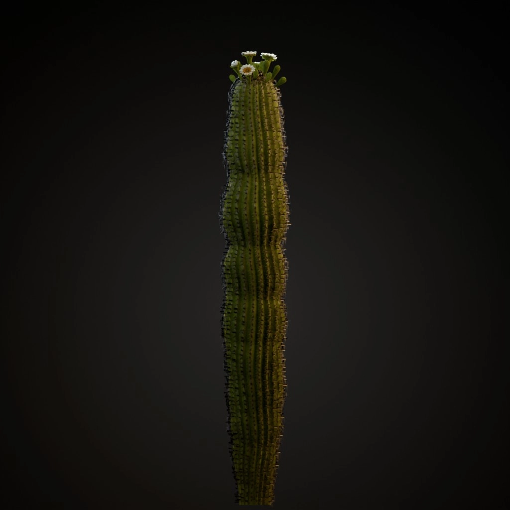 Saguaro Cactus V2