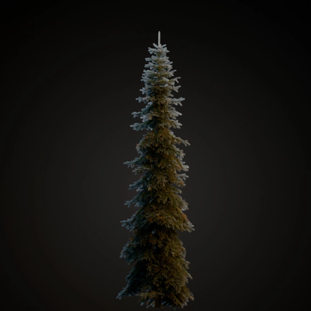 Koster Blue Spruce