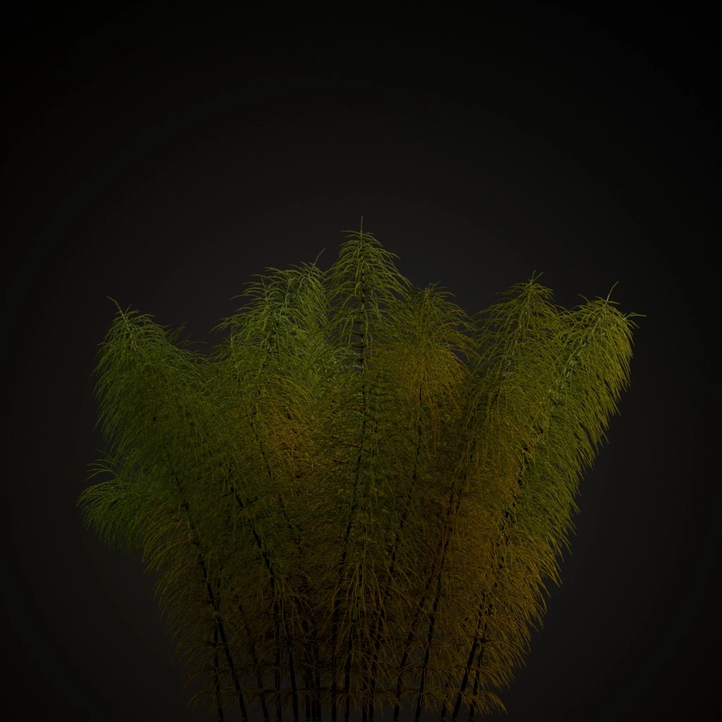 Green Horsetail