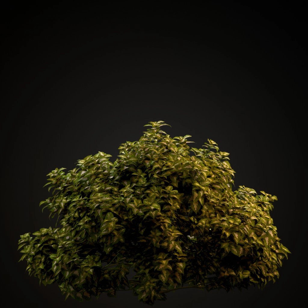 Wizard Jade Coleus